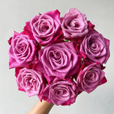 Purple Serenade Rose